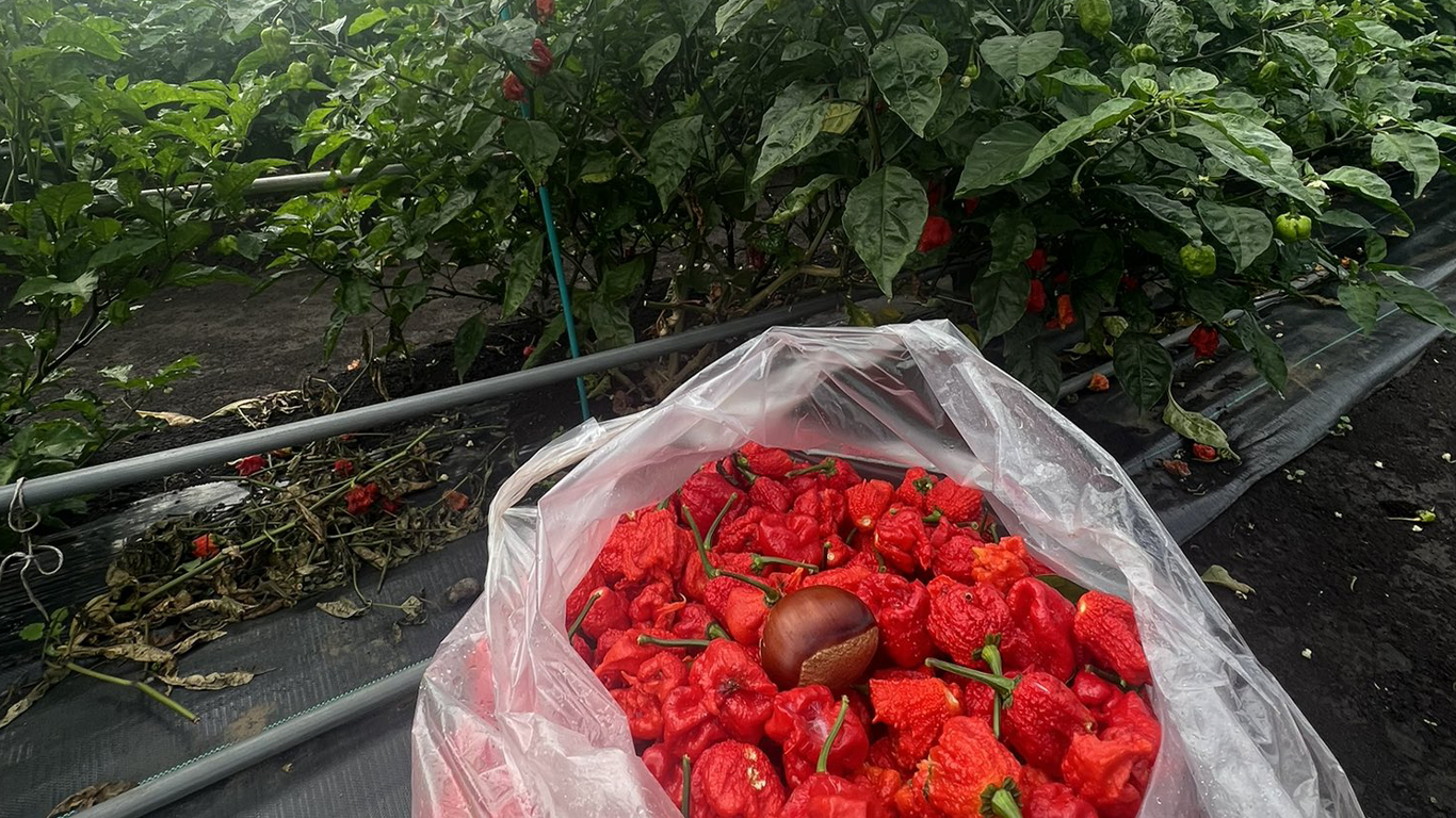 キャロライナ・リーパー収穫の様子｜激辛パスタ使用唐辛子